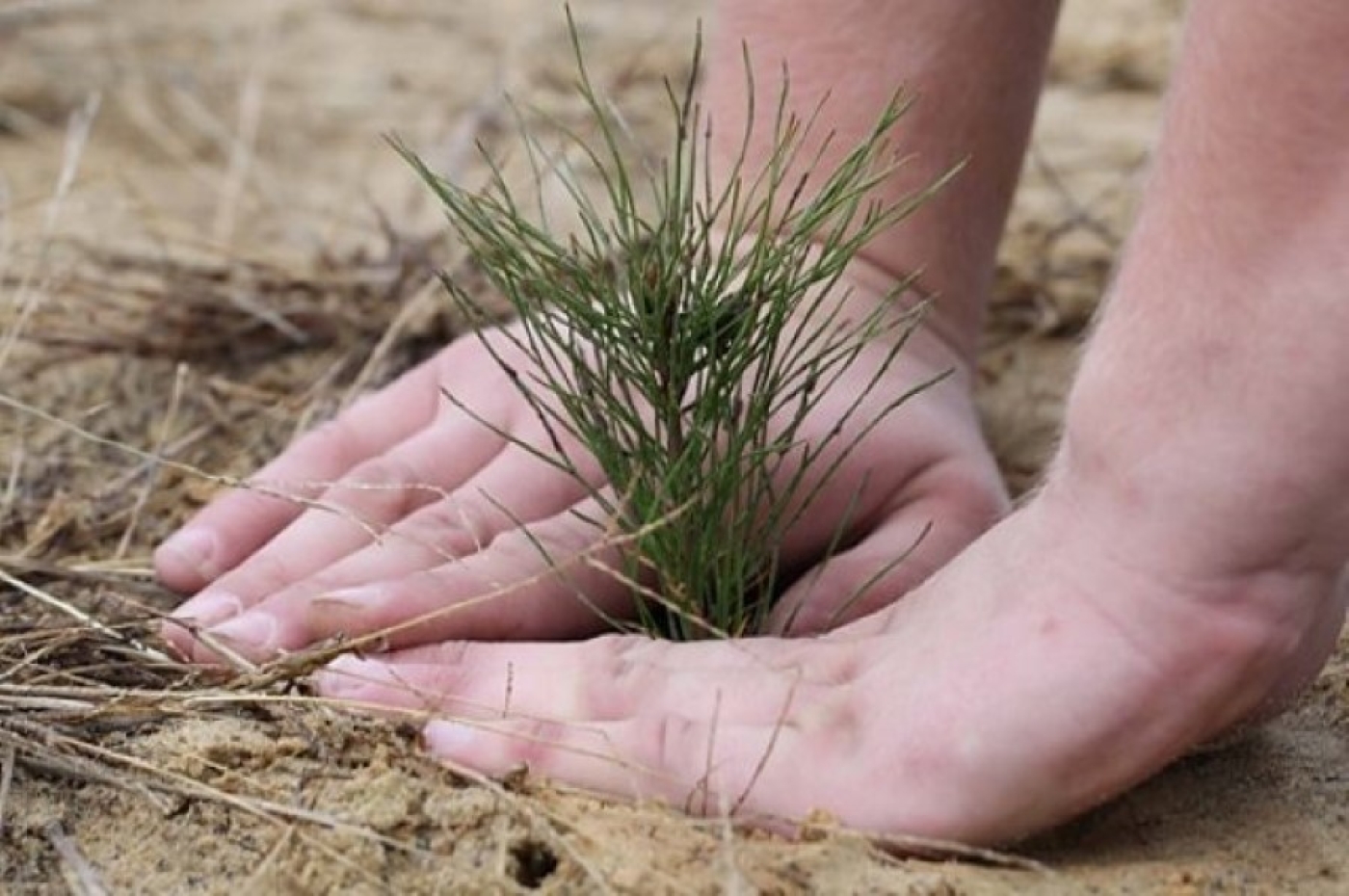 Почти 4 тыс. га нового леса планируют посадить весной в Минской области