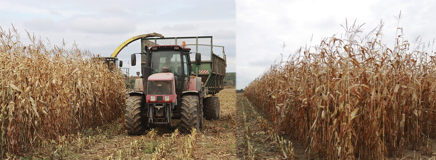 Кукуруза на силос и зерно. Как идёт уборка культуры в ОАО «Богушевичи»