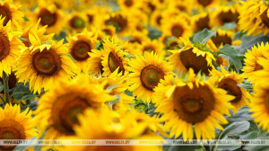 Подсолнечник и соя. Какие сельхозкультуры планируют развивать в Беларуси