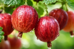 Ведро крупного сладкого крыжовника с куста: этот финский метод даёт ароматную ягоду размером с черешню