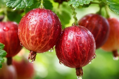 Ведро крупного сладкого крыжовника с куста: этот финский метод даёт ароматную ягоду размером с черешню