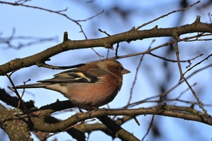 Погода 11 апреля: мокрый снег, дождь и до +7 °С