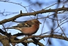 Погода 11 апреля: мокрый снег, дождь и до +7 °С