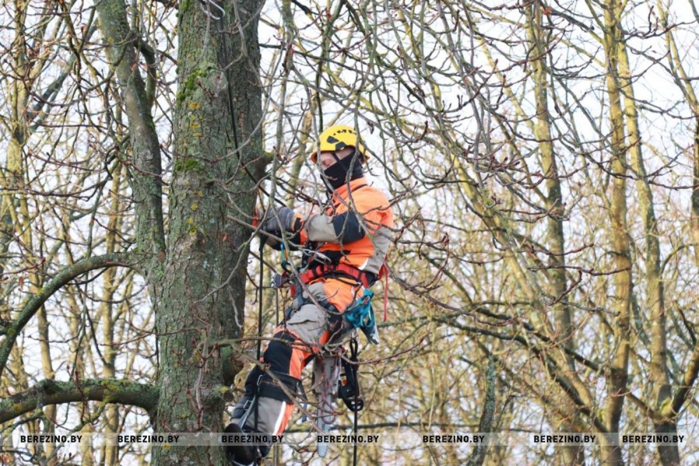 Арбориста вызывали?