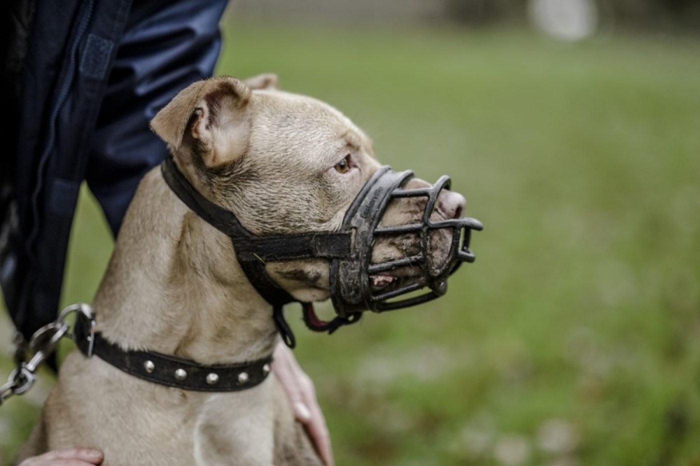 Ответственность за выгул собак без намордника