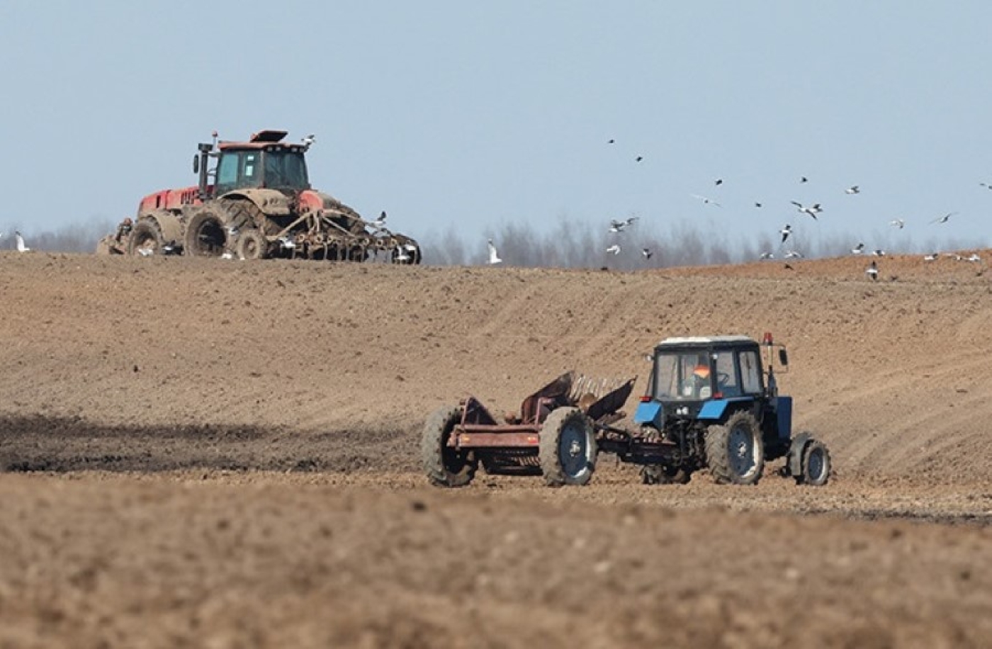 В Беларуси посеяно почти 67% ранних зерновых и зернобобовых