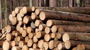 Почему в Беларуси изменили условия реализации деловой древесины населению, пояснили в Минлесхозе