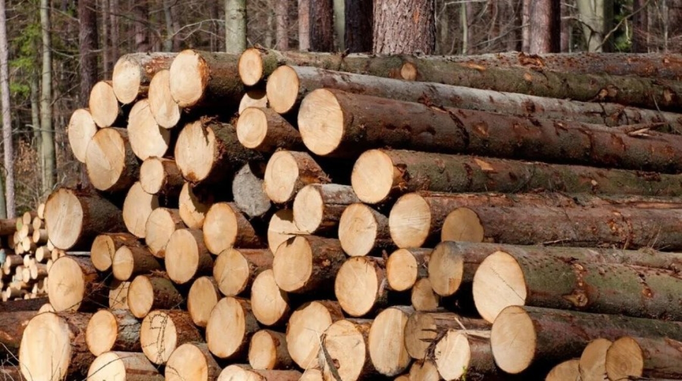 Почему в Беларуси изменили условия реализации деловой древесины населению, пояснили в Минлесхозе