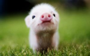 Что позволит избежать АЧС?