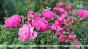 Тепло и преимущественно без осадков ожидается сегодня в Беларуси