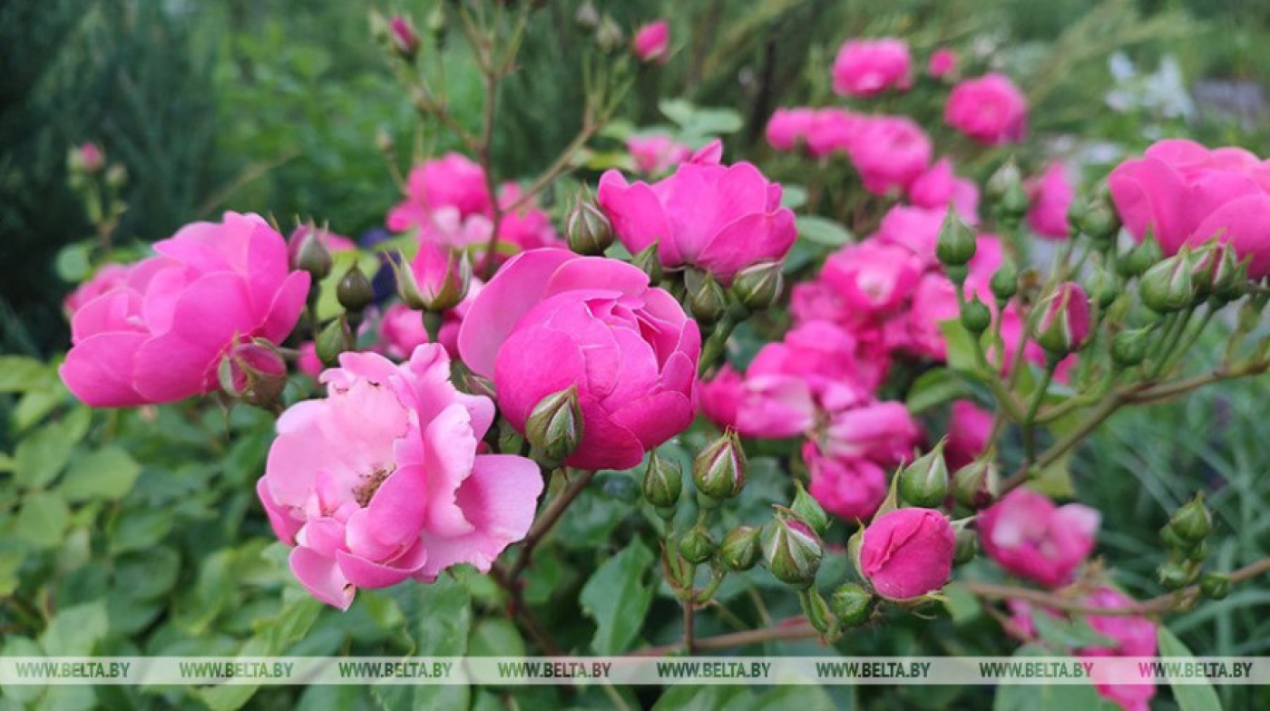 Тепло и преимущественно без осадков ожидается сегодня в Беларуси