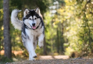 Погода в Беларуси 15 августа: без осадков, слабый туман и до +30 °С