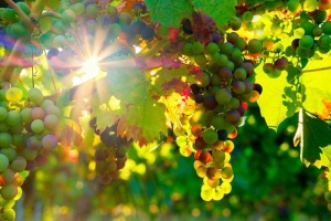 Как летом защитить виноград от мучнистой росы – вот лучшие препараты