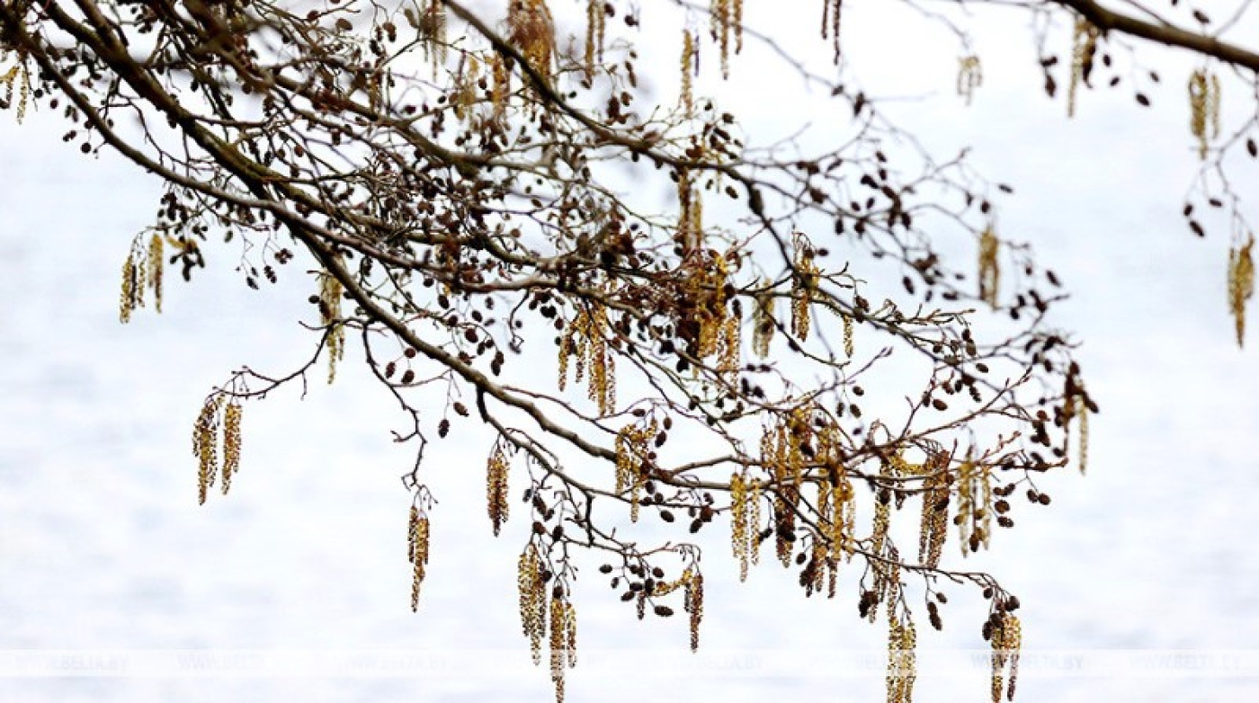 До +25°С ожидается в Беларуси 31 марта