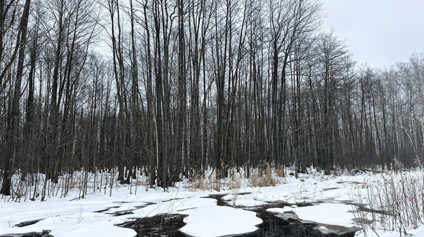 Крик журавля и следы барсука на снегу. Первые признаки прихода весны зафиксировали в нацпарке "Припятский"