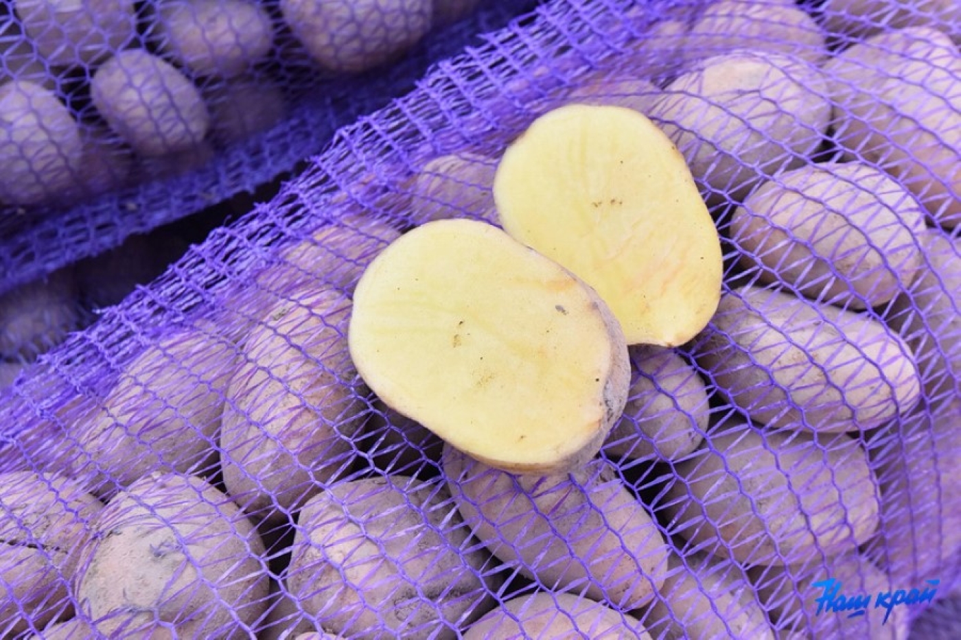 Какую картошку лучше не есть, даже если выбрасывать жалко: совет эколога