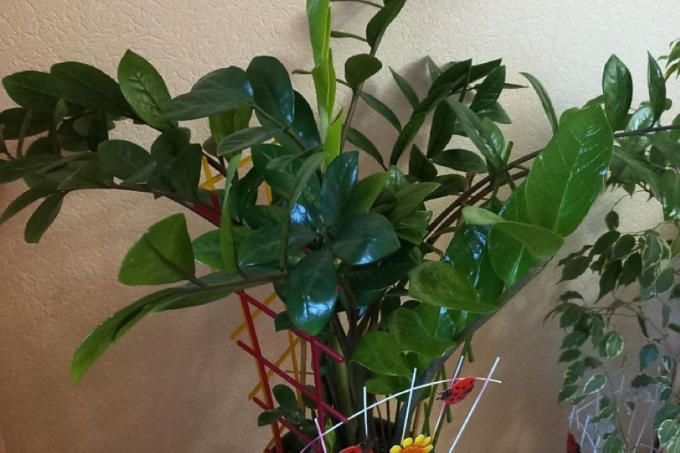 Секрет африканского долларового дерева: чем подкормить его перед Новым годом