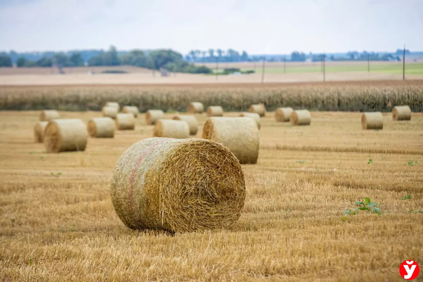 Более ста тонн сена сгорело в Березинском районе