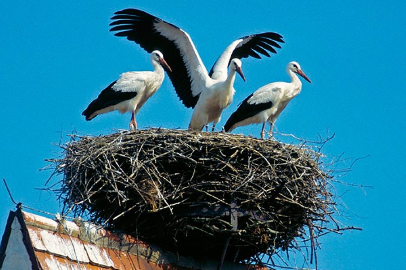 Погода 23 июня: преимущественно без осадков и до 29 градусов тепла