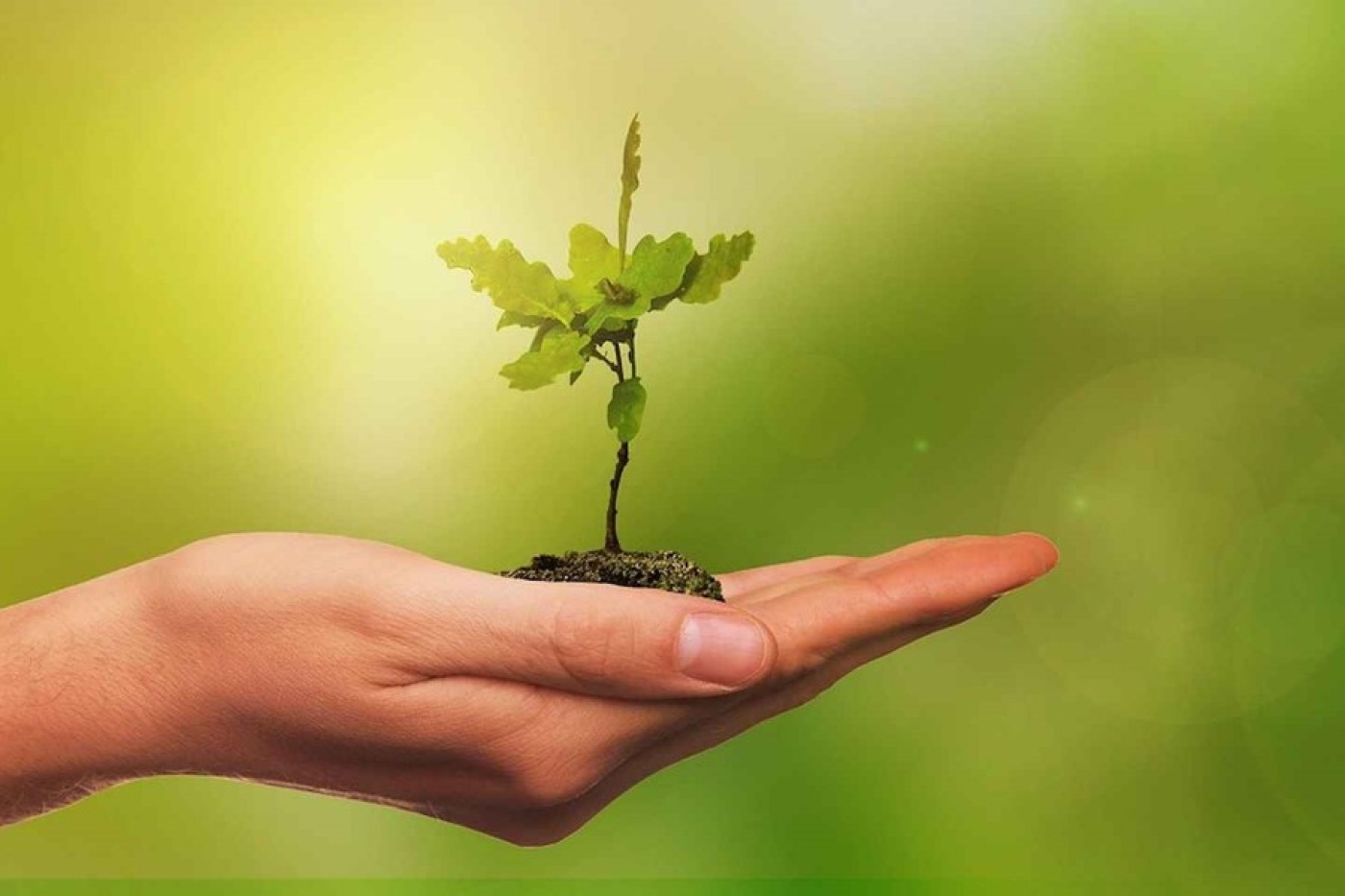 Акция «Дай лесу новае жыццё!» на Березинщине!