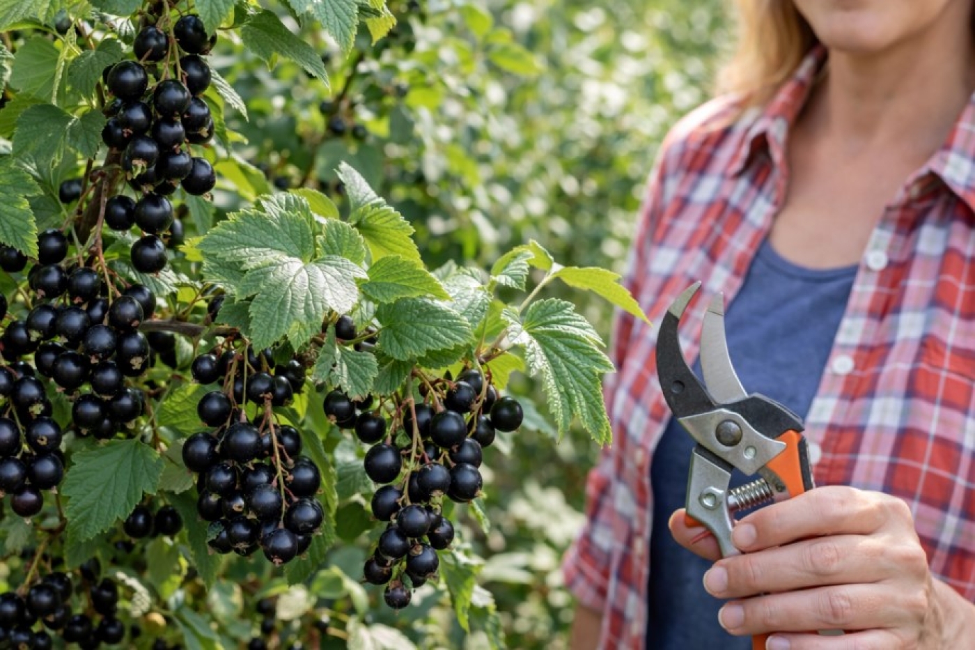 Хитрость для ленивых: собираем ягоды смородины с секатором в руках — и куст омолаживается сам собой