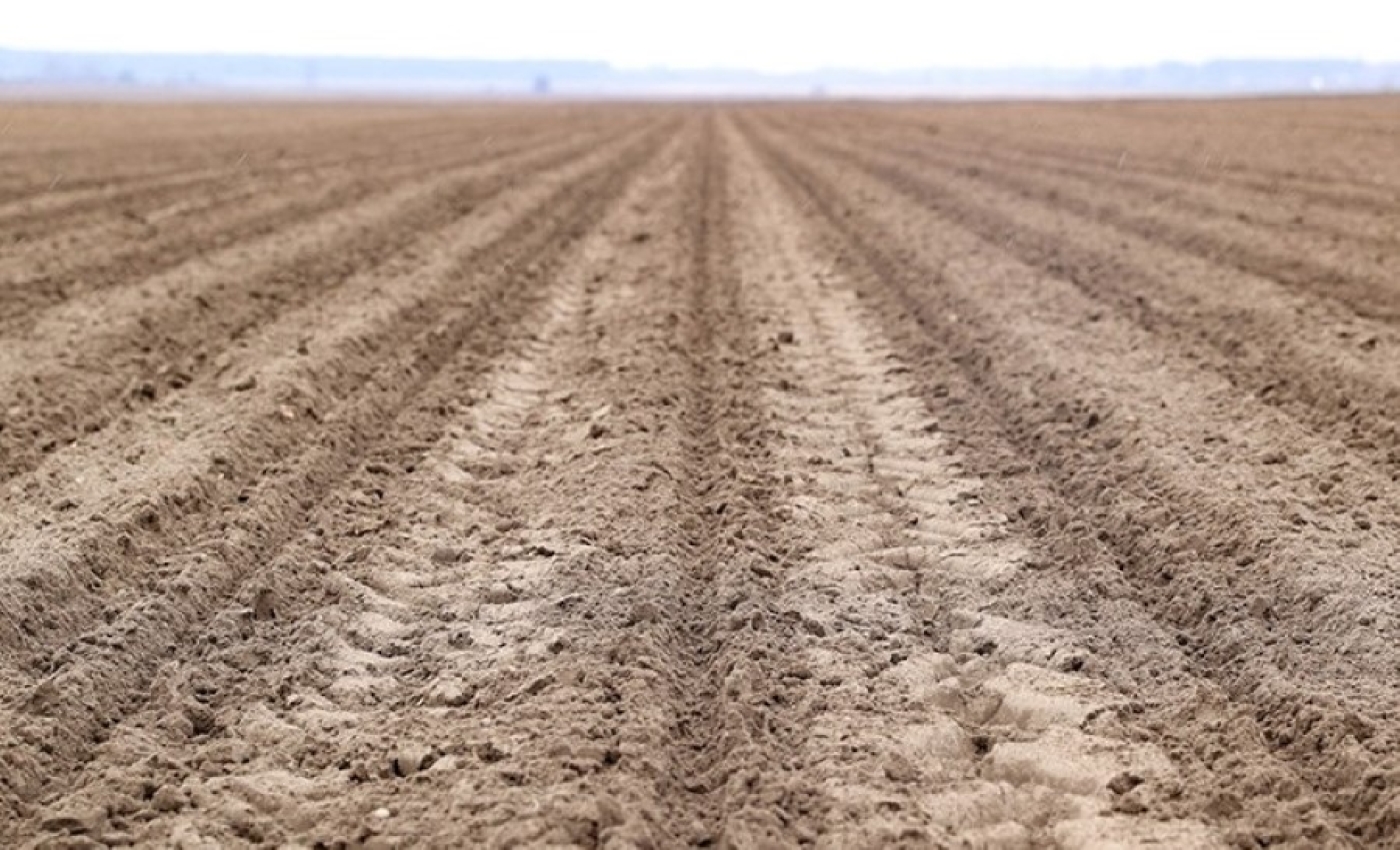 Чем опасно похолодание для сельхозкультур, рассказали в Белгидромете