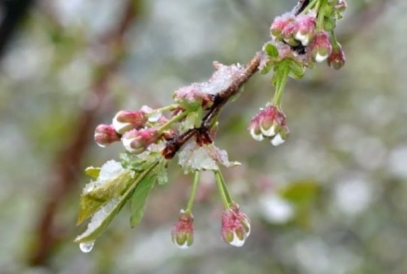 Погода 13 мая: в Березино переменная облачность, ночные заморозки до -2°С и до +15 °С днем