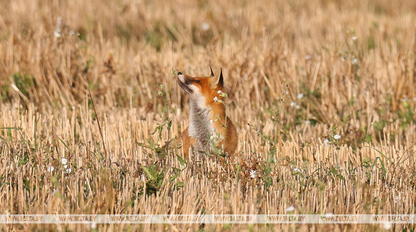 Численность диких животных в мире за последние 50 лет сократилась почти на 70%