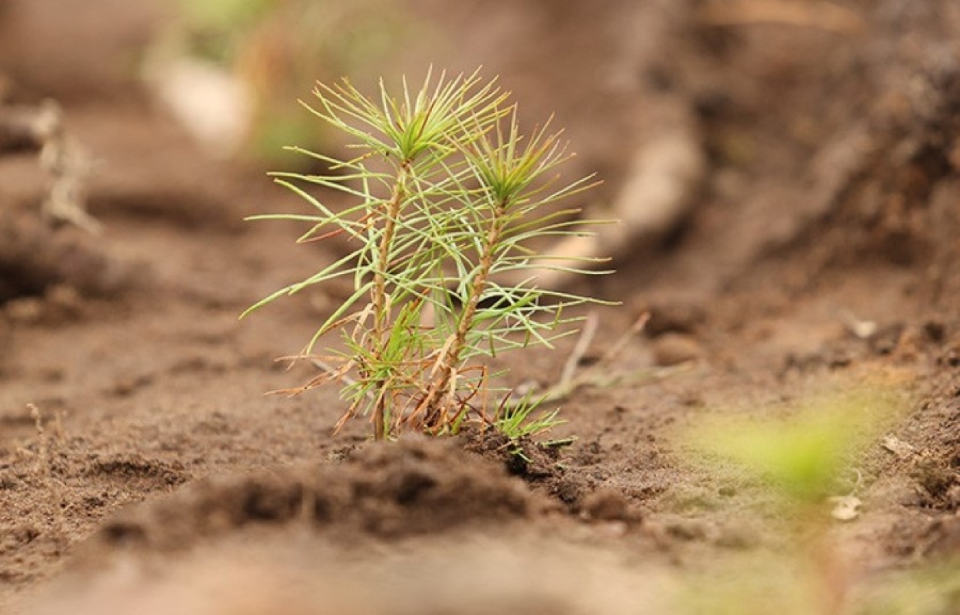 Лесоразведение и заготовка семян. Белстат опубликовал основные показатели ведения лесного хозяйства в 2024 году