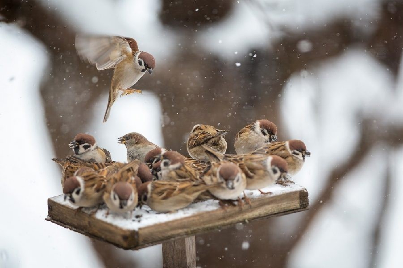Туман, гололед и до +9°C будет сегодня в Беларуси
