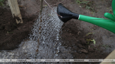 Сколько нужно поливать саженцы в зависимости от погоды. Совет опытного садовода