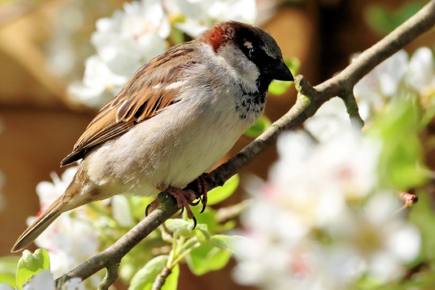 Без осадков и до +13°C будет сегодня в Беларуси
