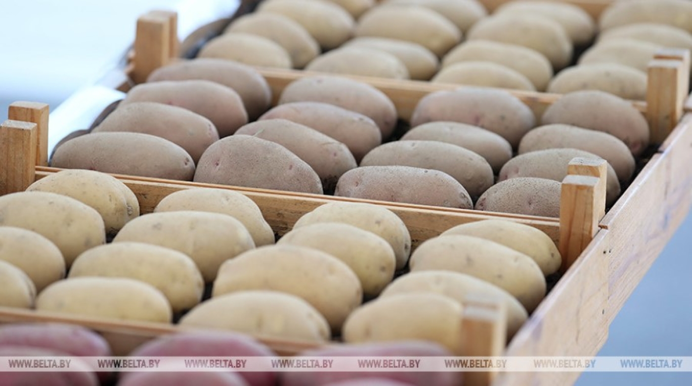 Почему весной в белорусских магазинах не хватало картошки, разобрались в МАРТ