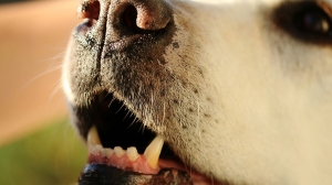 В Солигорском районе собака покусала женщину. Возбуждено уголовное дело в отношении хозяйки животного