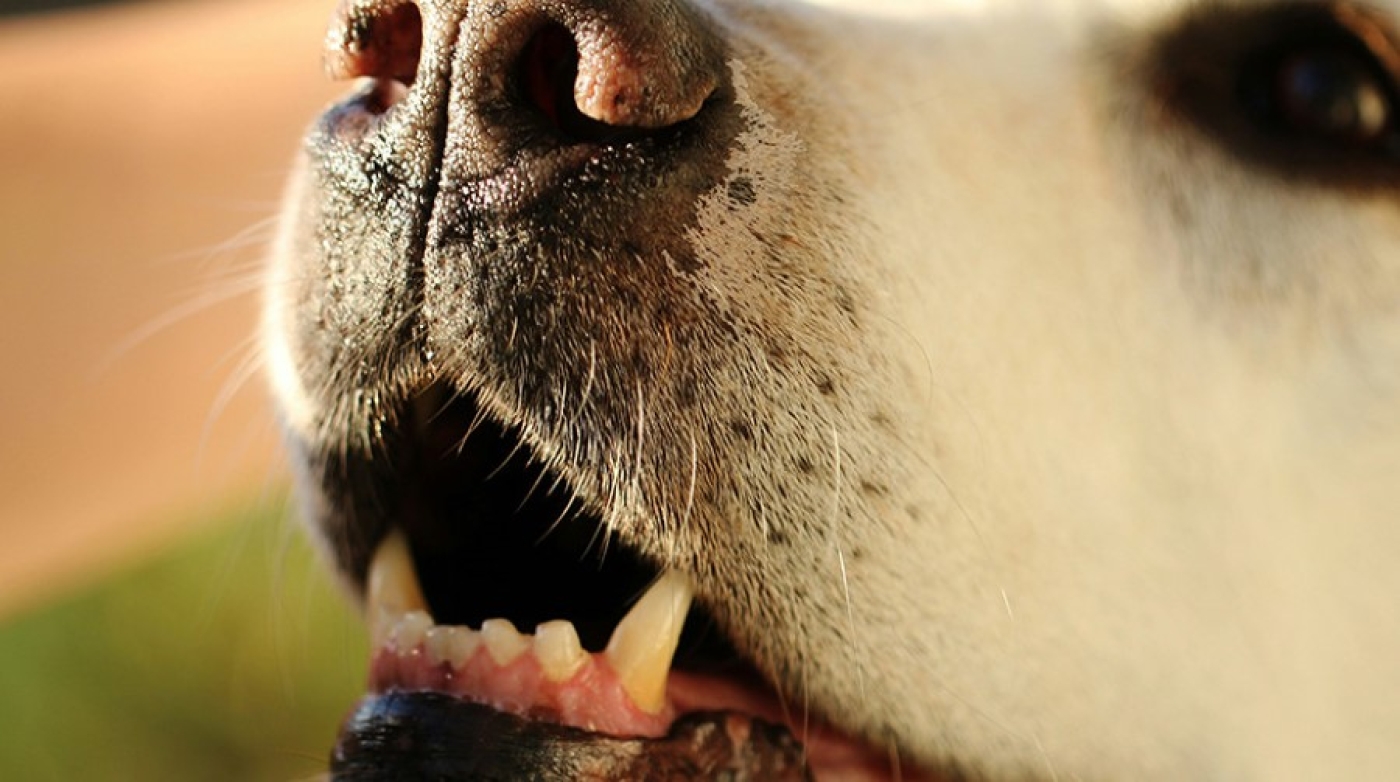 В Солигорском районе собака покусала женщину. Возбуждено уголовное дело в отношении хозяйки животного