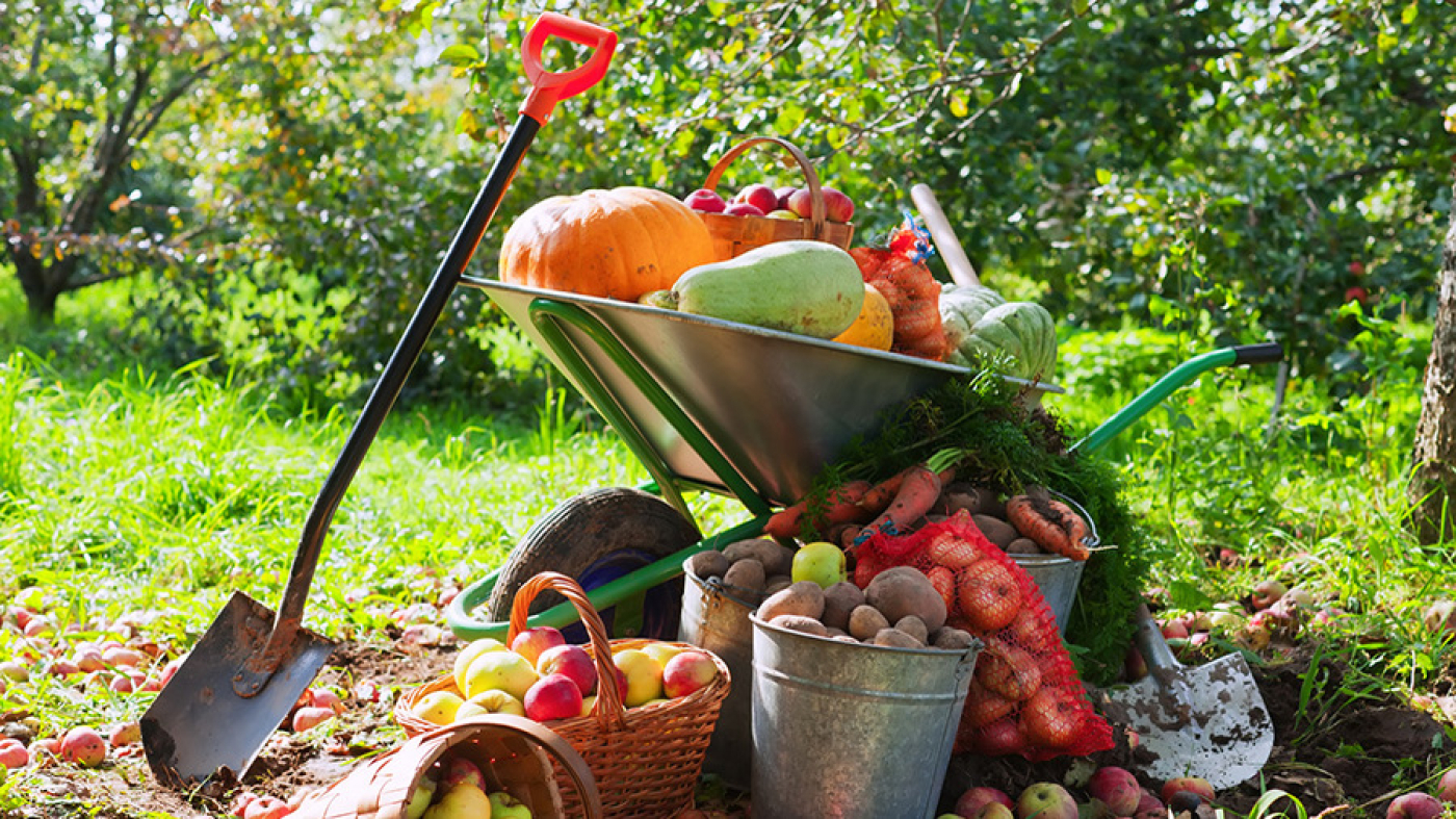Фотоконкурс "Мой богатый урожай"
