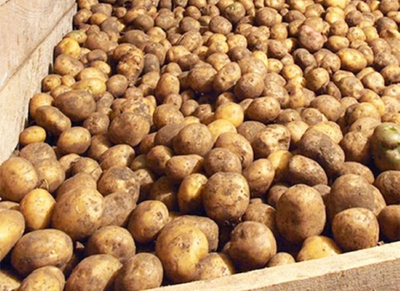 Хватит ли белорусам собственной плодоовощной продукции до нового урожая, рассказали в МАРТ