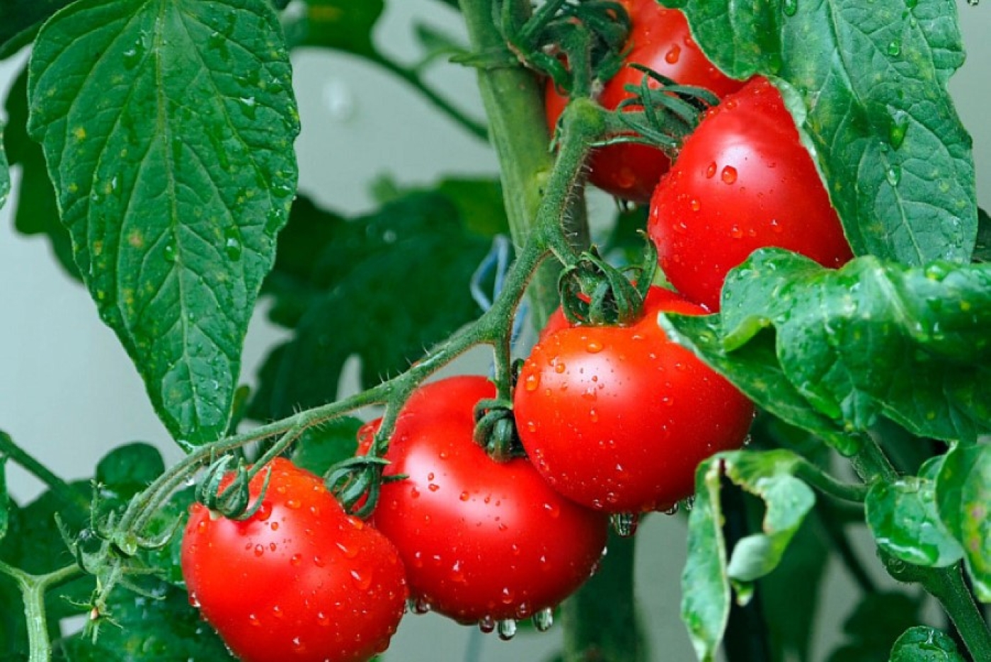 Экоподкормка для томатов: растут быстро, плодоносят щедро