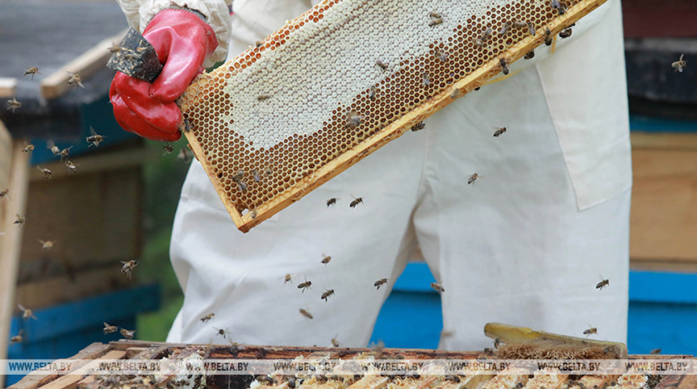 Новые правила по охране труда в сельском и рыбном хозяйствах утверждены в Беларуси