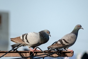 Как отпугнуть голубей с балкона: простые и гуманные способы