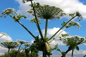 Свыше 700 мест произрастания борщевика уничтожено в Беларуси в 2024 году