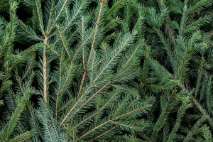 В Минской области стартует акция "Елки, палки и щепа"