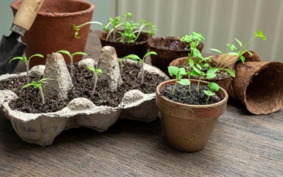 Рассадные лайфхаки на зависть соседям