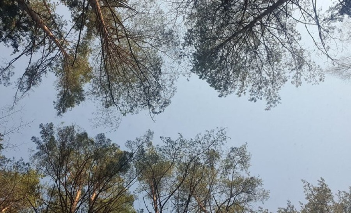 Ограничения на посещение лесов действуют в 87 районах Беларуси