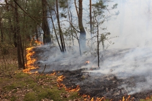 В Беларуси уже зафиксировано 259 загораний в экосистемах