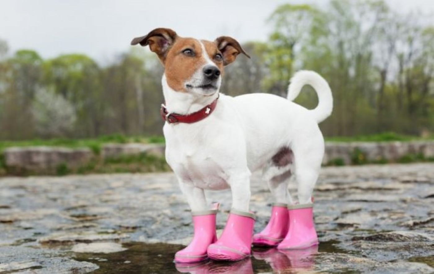 Кратковременные дожди и сильный ветер будут сегодня в Беларуси