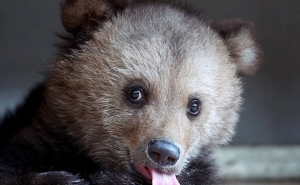 Бурого медвежонка, гулявшего по Витебску, отловили и выпустили в лес