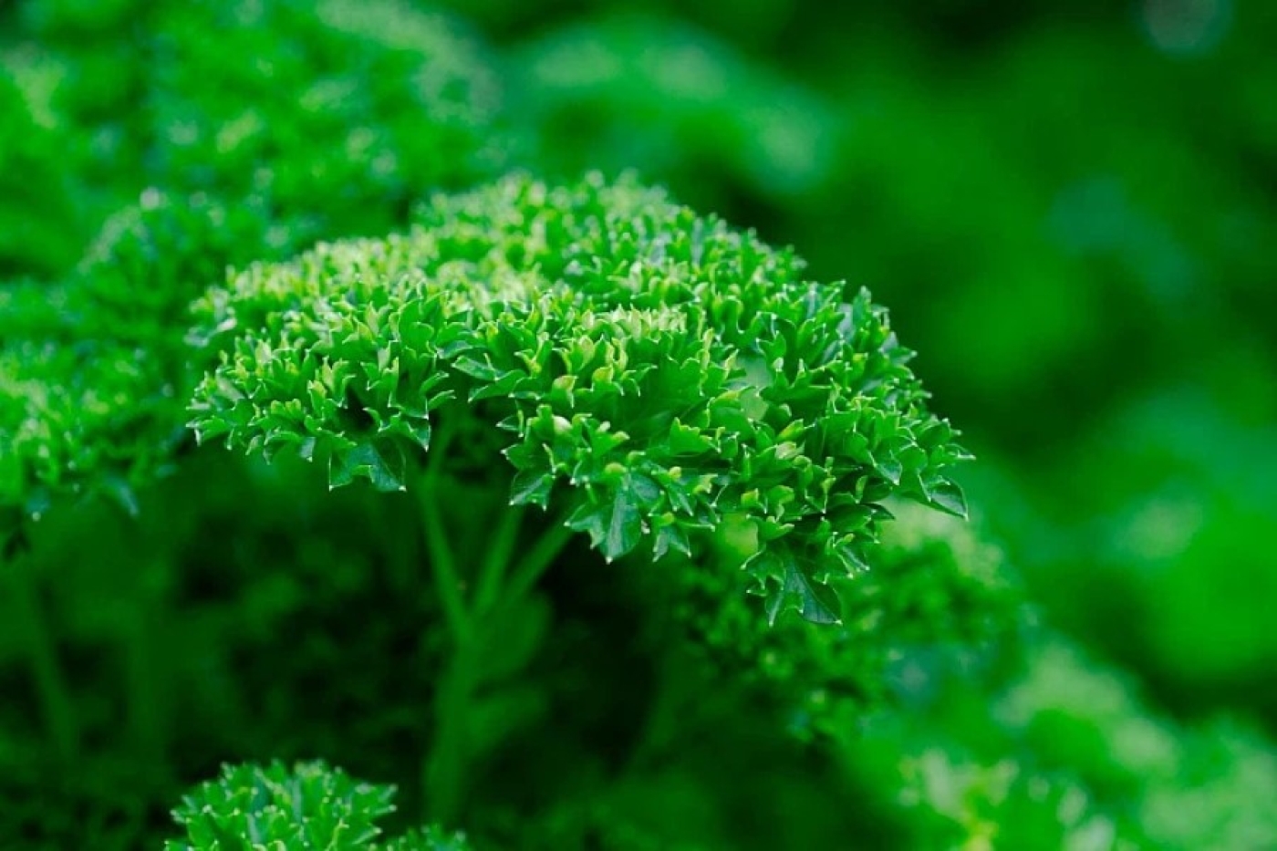Будут целые букеты петрушки: секрет получения зелени круглый год