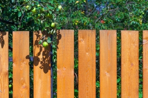 Можно ли рвать соседские яблоки, если ветка дерева свисает на ваш участок
