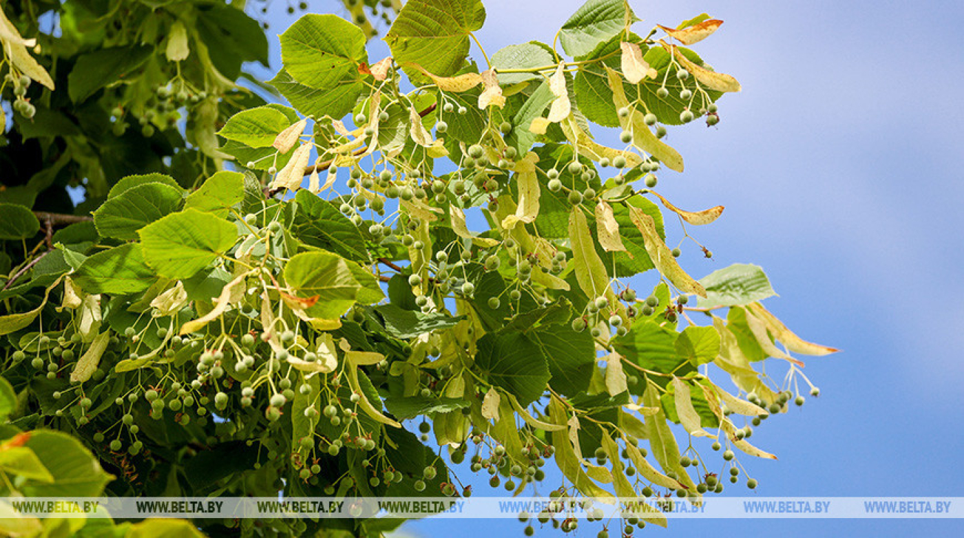 Грозы и сильные дожди ожидаются сегодня по Беларуси